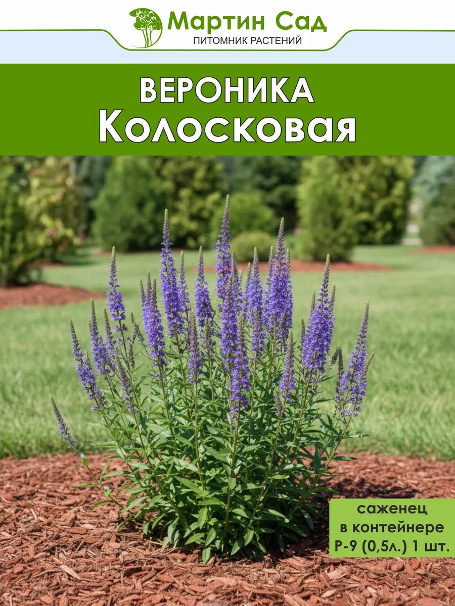 Вероника колосковая Р-9