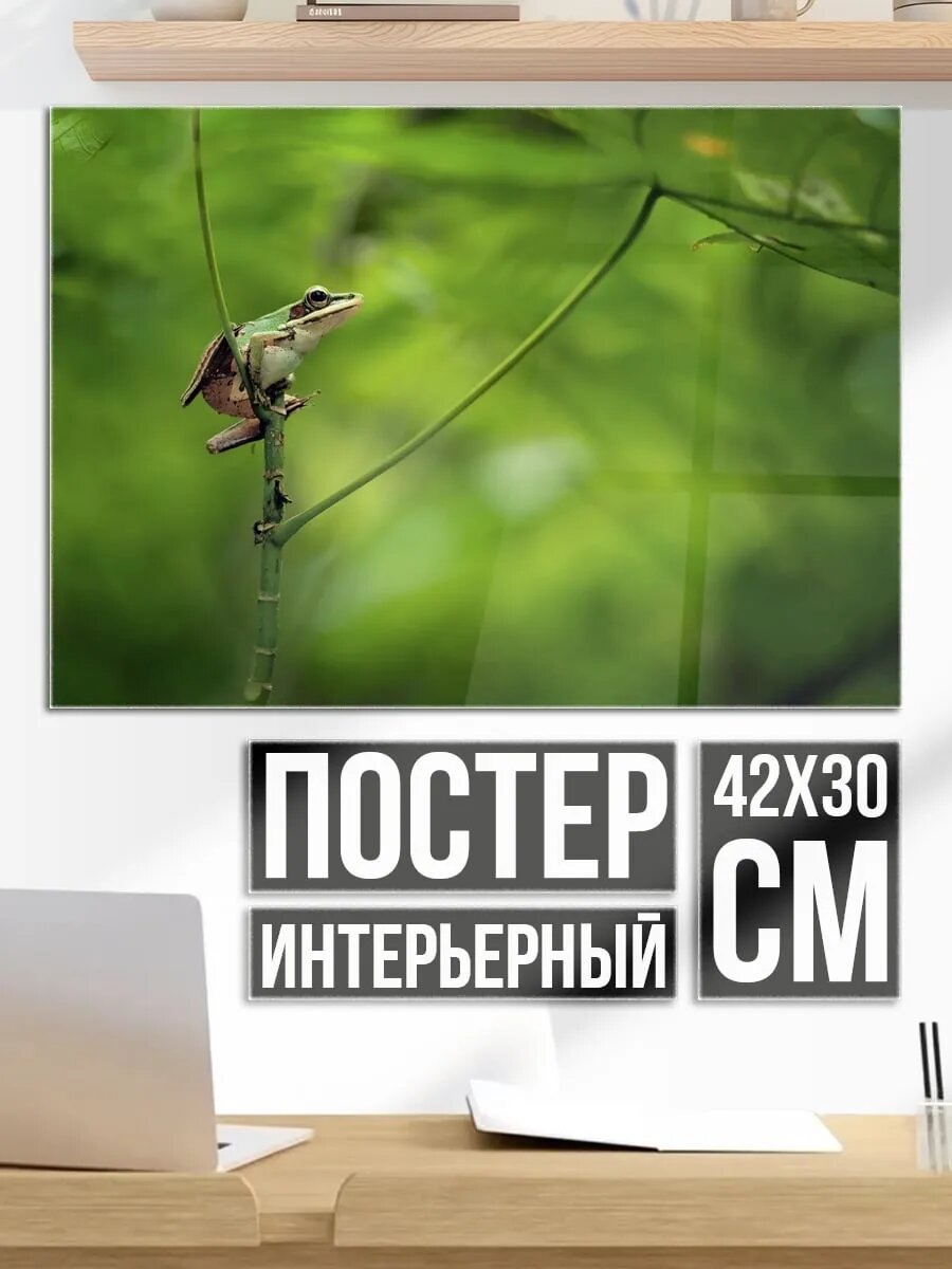 Плакат постер Лягушка На Ветке