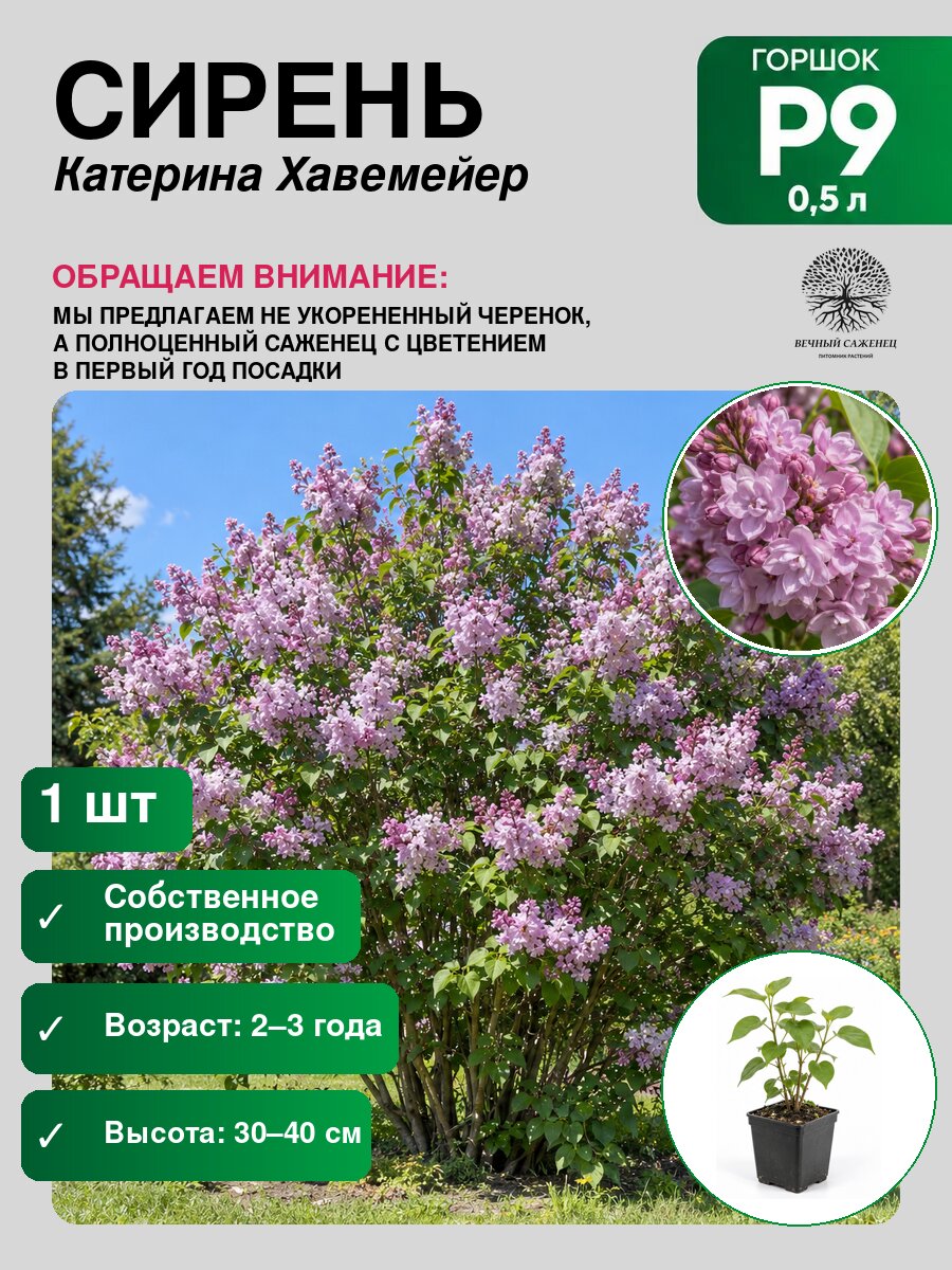 Сирень обыкновенная Катерина Хавемейер, саженец для сада и дачи, декоративное растение для посадки