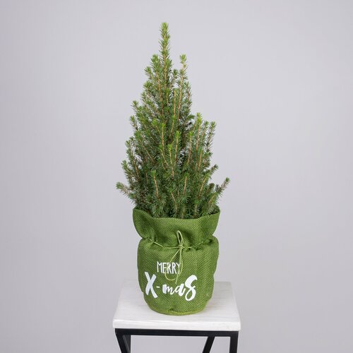 Ель Коника в цветных джутовых мешочках PTK24515 (D-15, H-50)