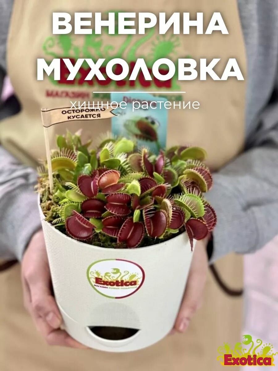 Венерина Мухоловка (Dionaea Muscipula) D15см пересаженное насекомоядное растение
