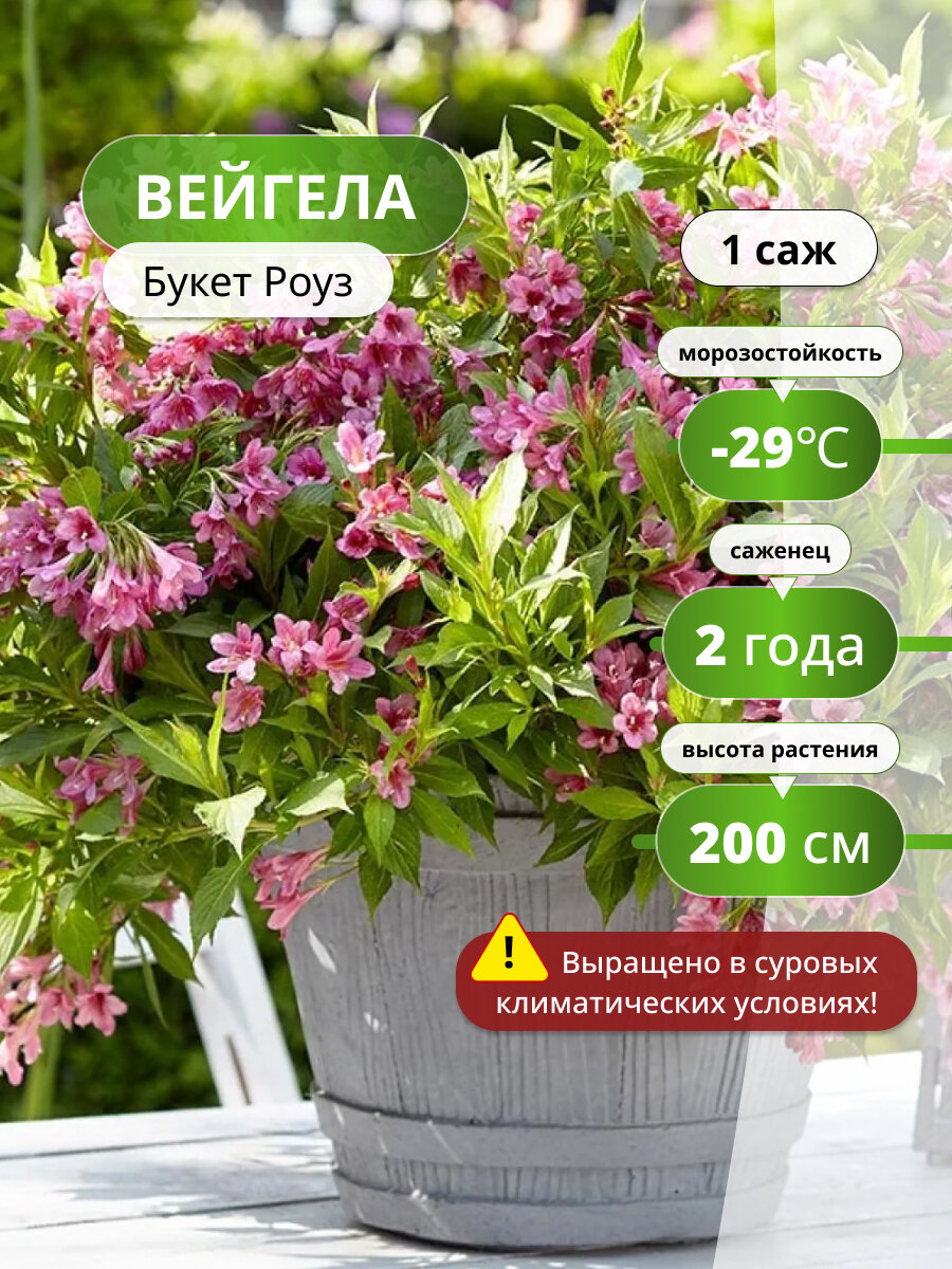 Вейгела Букет Роуз саженец вейгела ароматный морозостойкий сорт