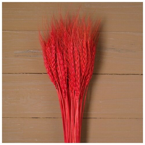 Сухой колос пшеницы набор 50 шт цвет красный 1490₽
