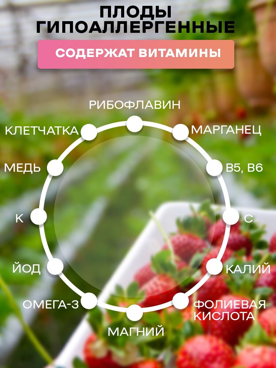 Семена клубники Аврора Карима посадочный материал