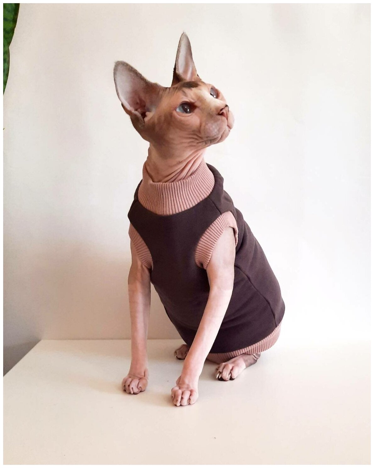 Свитшот для кошек, размер 35 (длина спины 35см), цвет шоколад+беж / толстовка свитшот свитер для кошек сфинкс / одежда для животных - фотография № 8