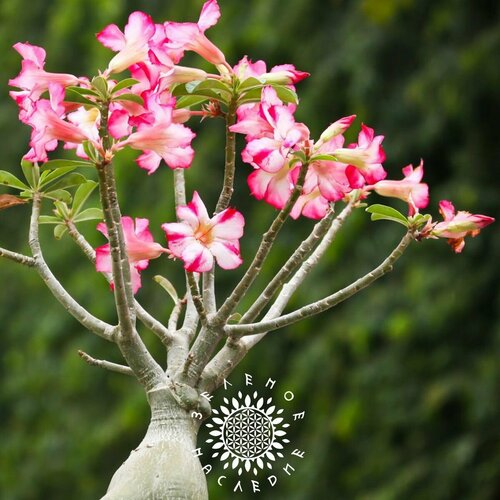 Семена Адениум mix - Пустынная роза (лат. Adenium) 10 шт от Green Legacy