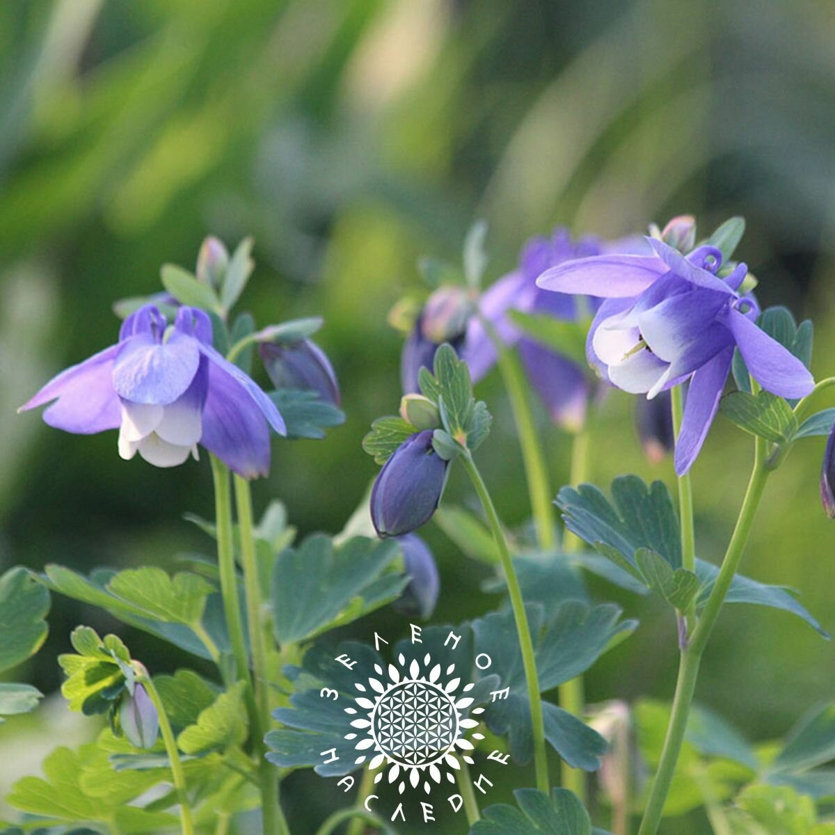 Семена Борец Северный - Борец высокий (лат. Aconitum septentrionale) 25шт