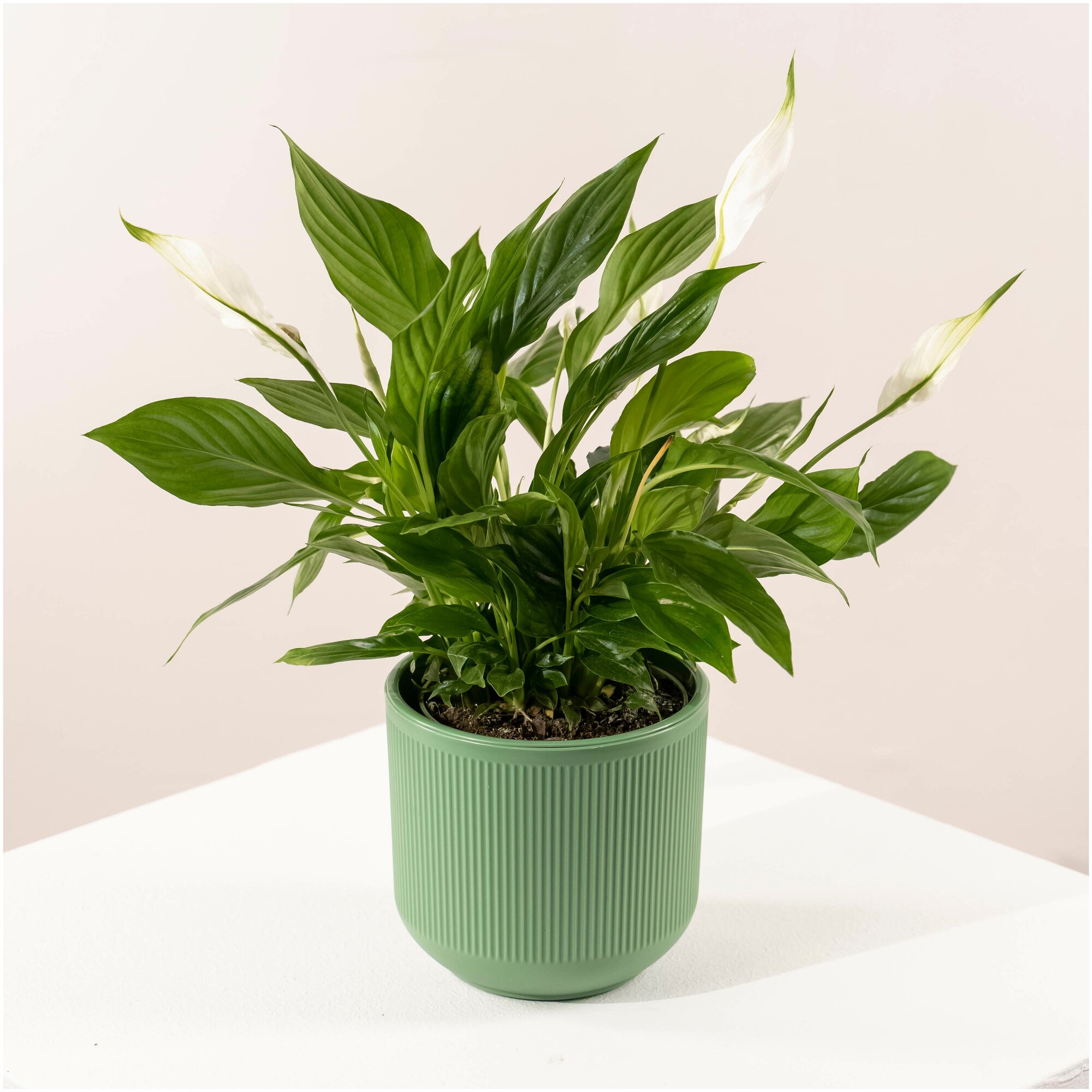 Комнатное растение спатифиллум в стильном горшке из пластика, высота 40 см