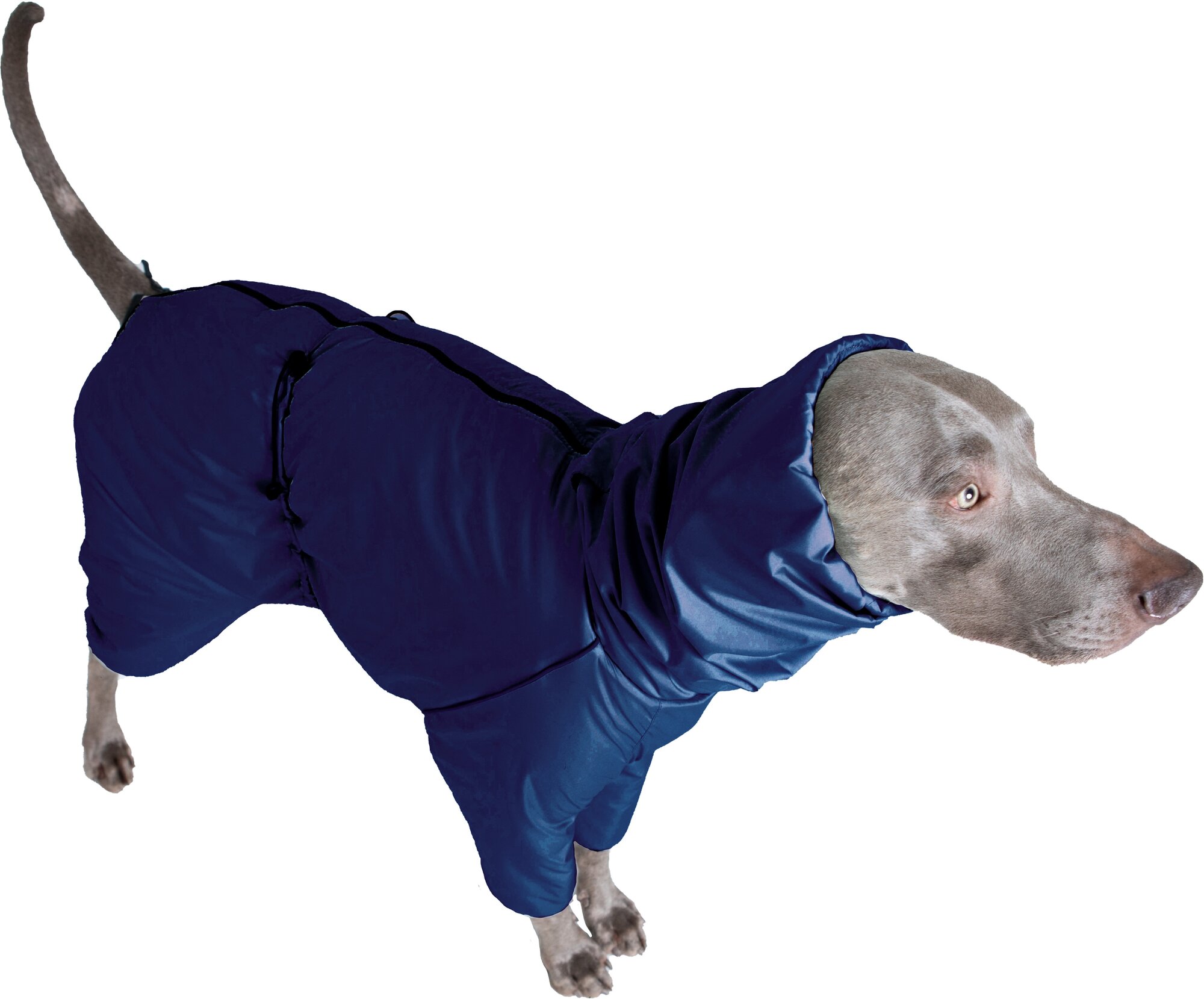 Дождевик комбинезон для собак средних пород, цвет т.синий/черный, М4 - фотография № 5