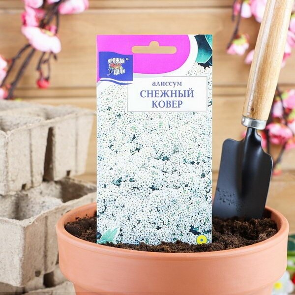 Семена цветов Алиссум "Снежный ковер",0.1 гр
