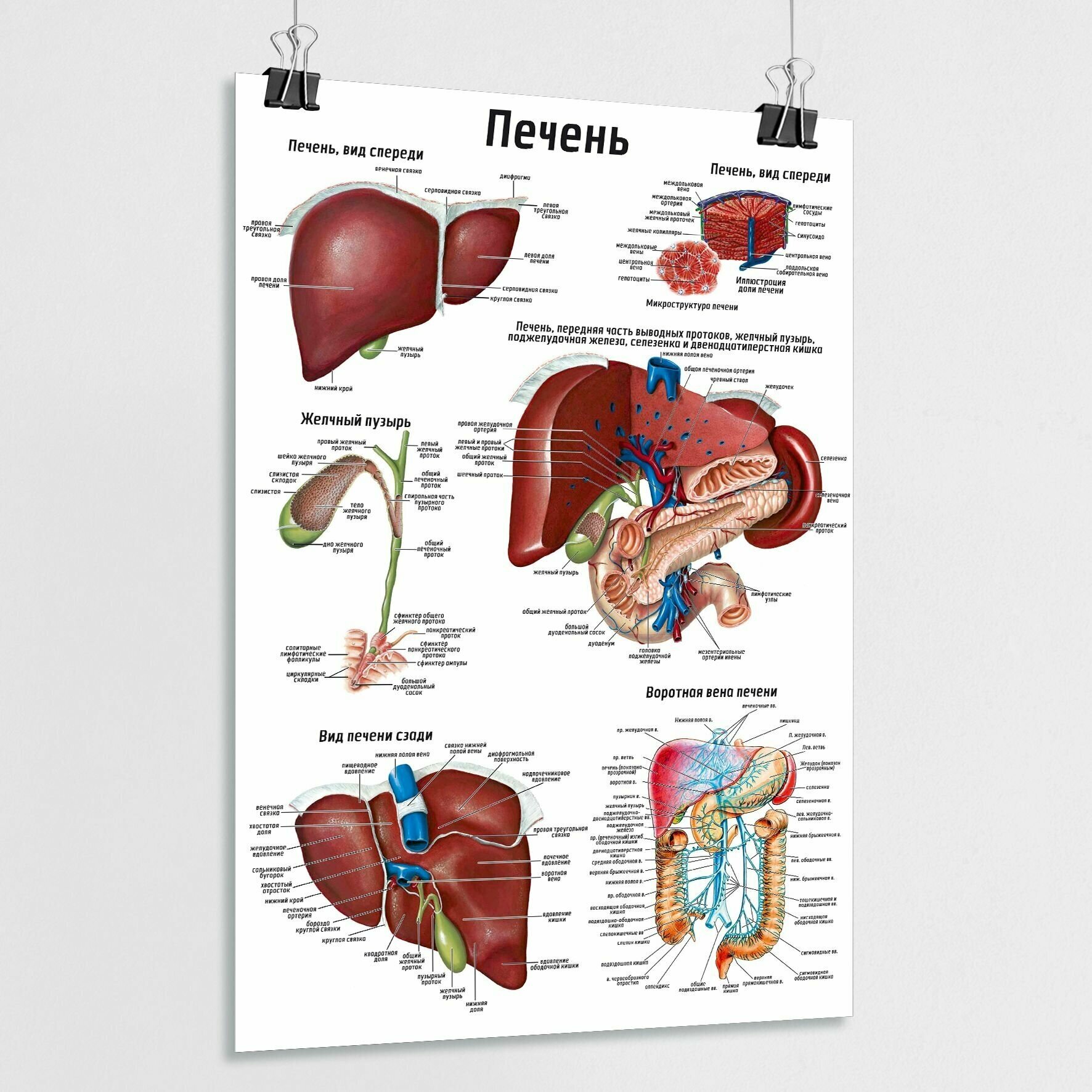 фото Обучающий медицинский плакат "Печень" / А-2 (42x60 см.)