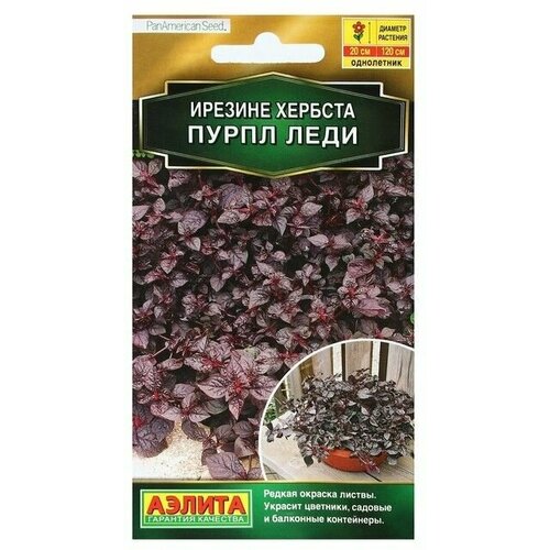 Семена Цветов Ирезине Пурпл леди, 5 шт 2 упаковки стул коломбо 2 массив березы тон 9 эмаль белая экокожанитро пурпл нитро пурпл