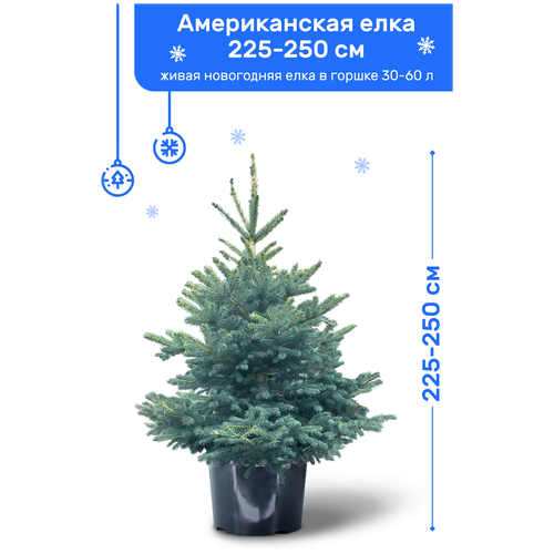 Ель Голубая (Американская), живая новогодняя елка в пластиковом горшке (30-60 л), 175-200 см