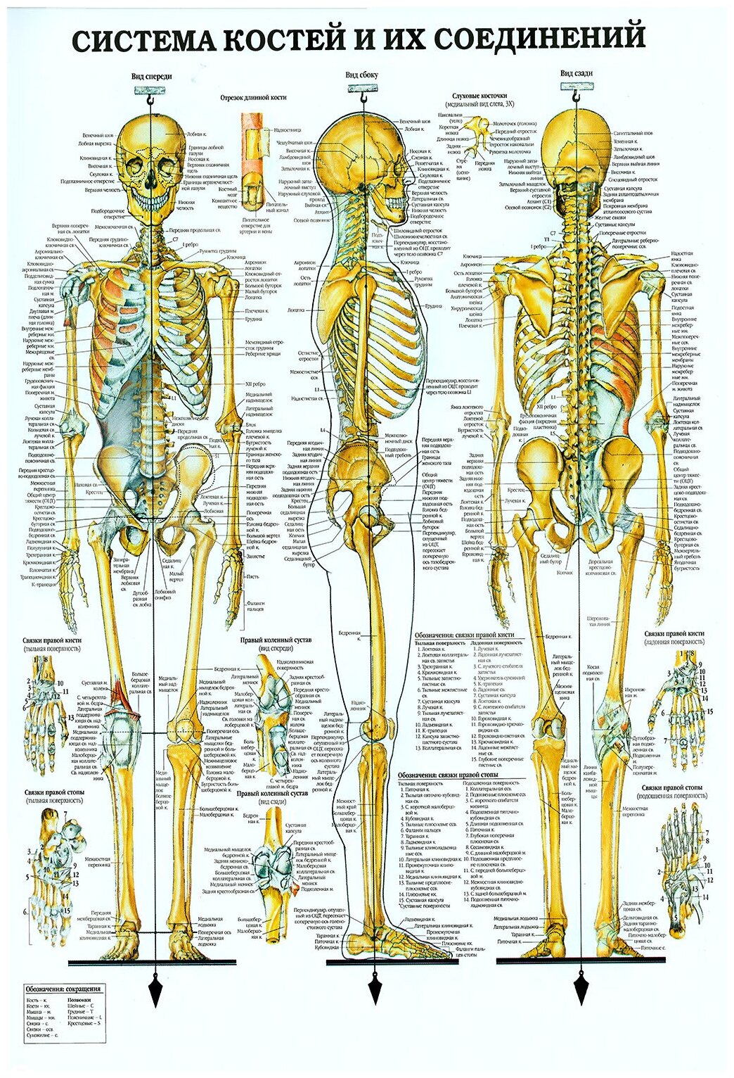 Система костей строение скелета плакат