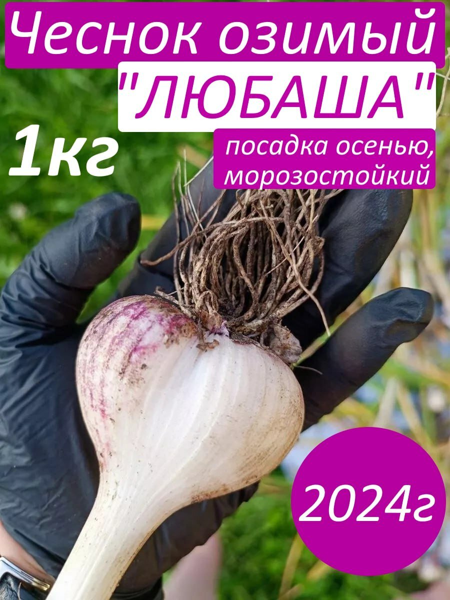 Чеснок озимый на посадку