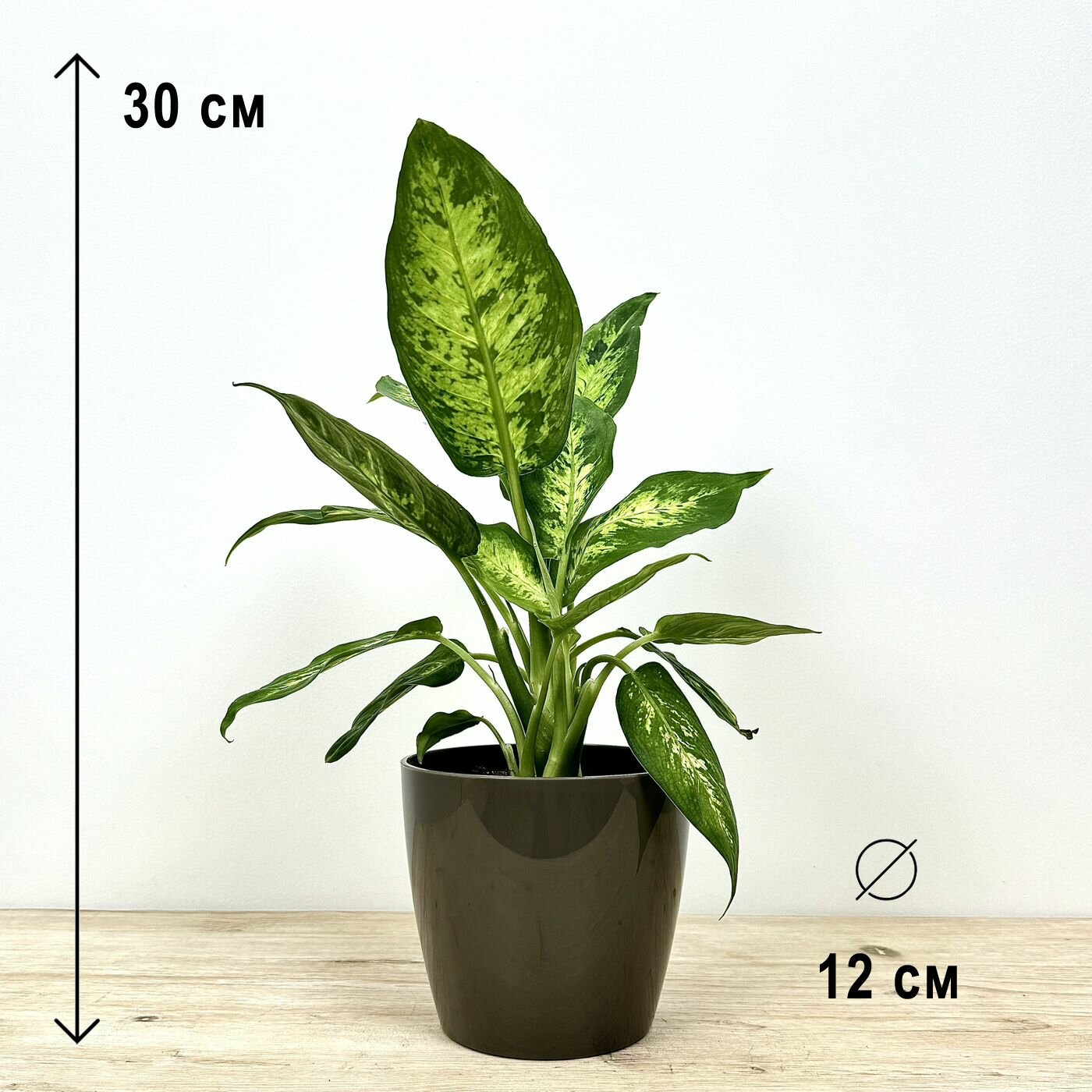 Диффенбахия в пластиковом серо-коричневом кашпо высота композиции 30-35см