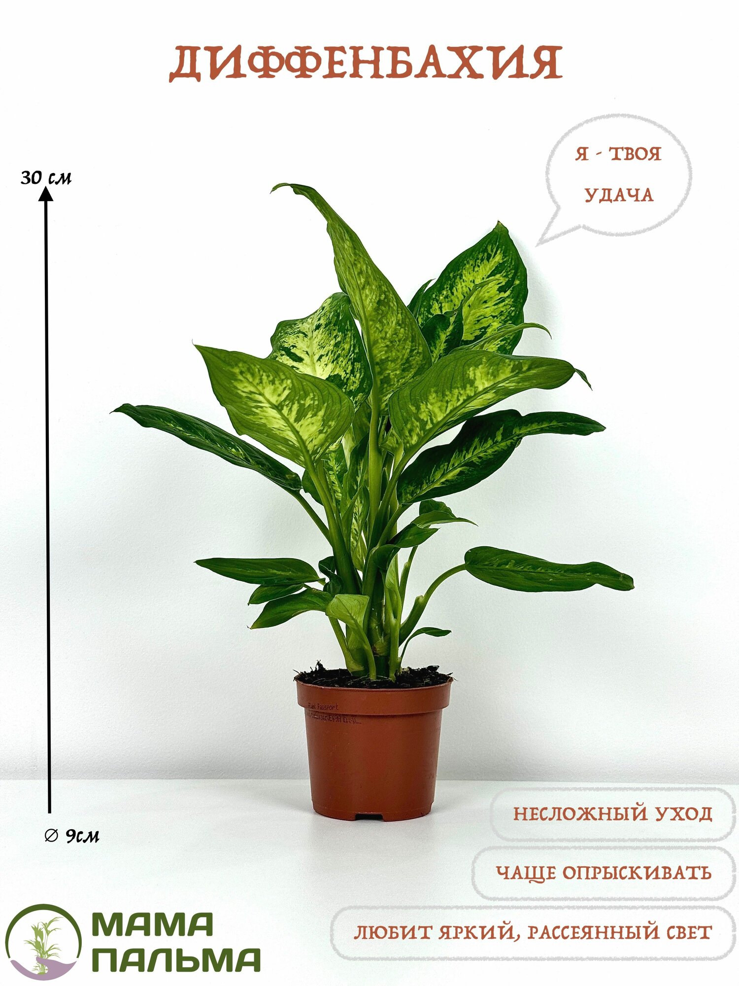 Живое растение Диффенбахия в горшке D9 высота 30 см
