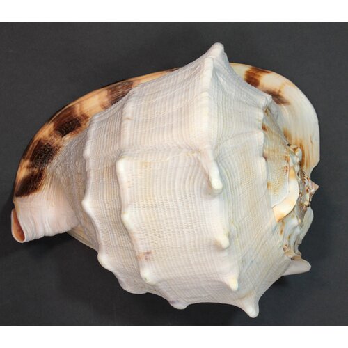 Морская раковина Кассис корнута, 27 см, 1 шт
