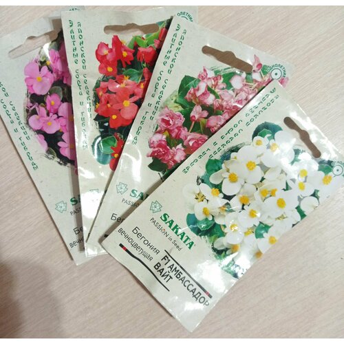 Набор семян цветов бегония вечноцветущих японской селекции SAKATA (4 штуки)