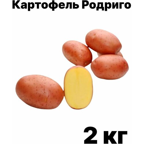 Семенной картофель Родриго - 2 кг картофель семенной гулливер вес 2 5 кг однолетнее