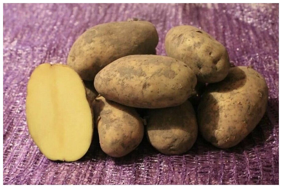 Картофель сорта "Джувел", в сетке 2 кг, суперранний семенной, цвет желтый, устойчив к высаживанию в непрогретую почву, срок созревания равен 50 дням - фотография № 4