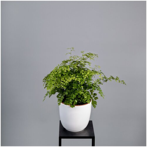 Адиантум Фрагранс (D-12, Н-40)