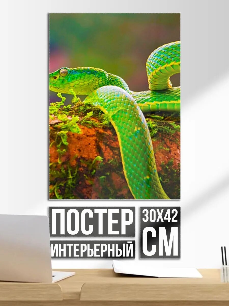 Постер на стену Змея на мшистом дереве