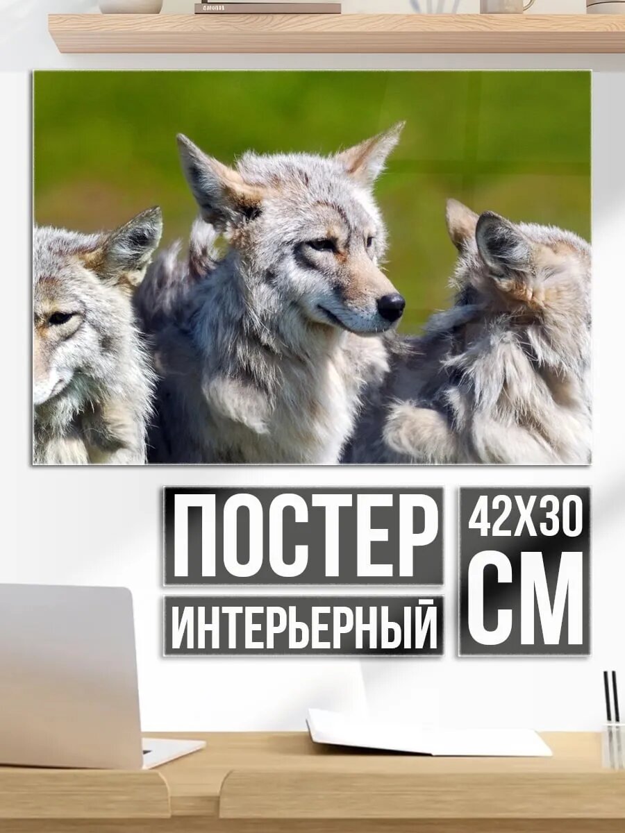 Плакат постер Стая волков
