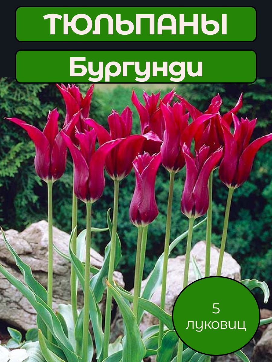 Луковицы тюльпана Бургунди 5 шт
