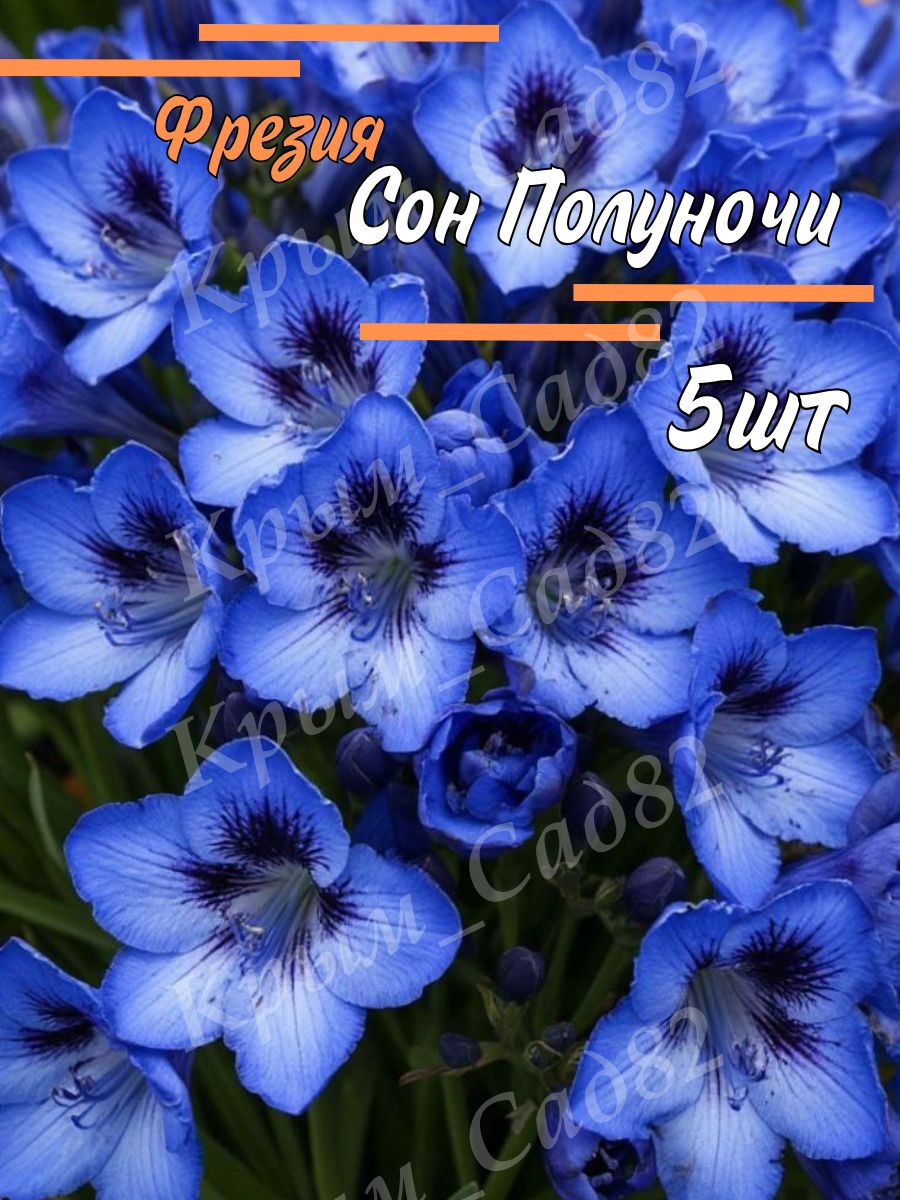 Луковицы Фрезии Сон Полуночи