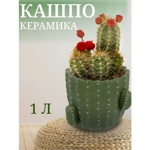 фото Горшок для цветов керамика, 1 л, 14х12х14 см, кактус, y4-3081 порядок