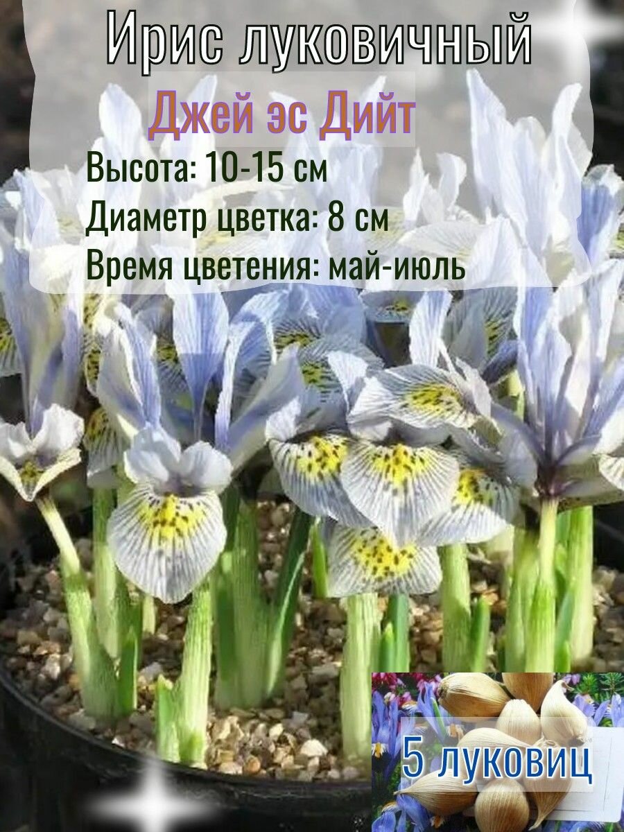 Ирис луковичный, многолетний 5 штук
