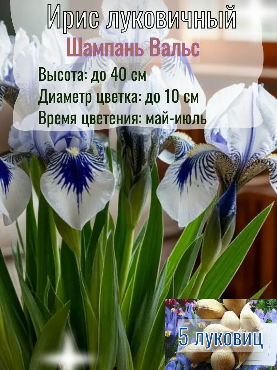 Ирис луковичный, многолетний 5 штук