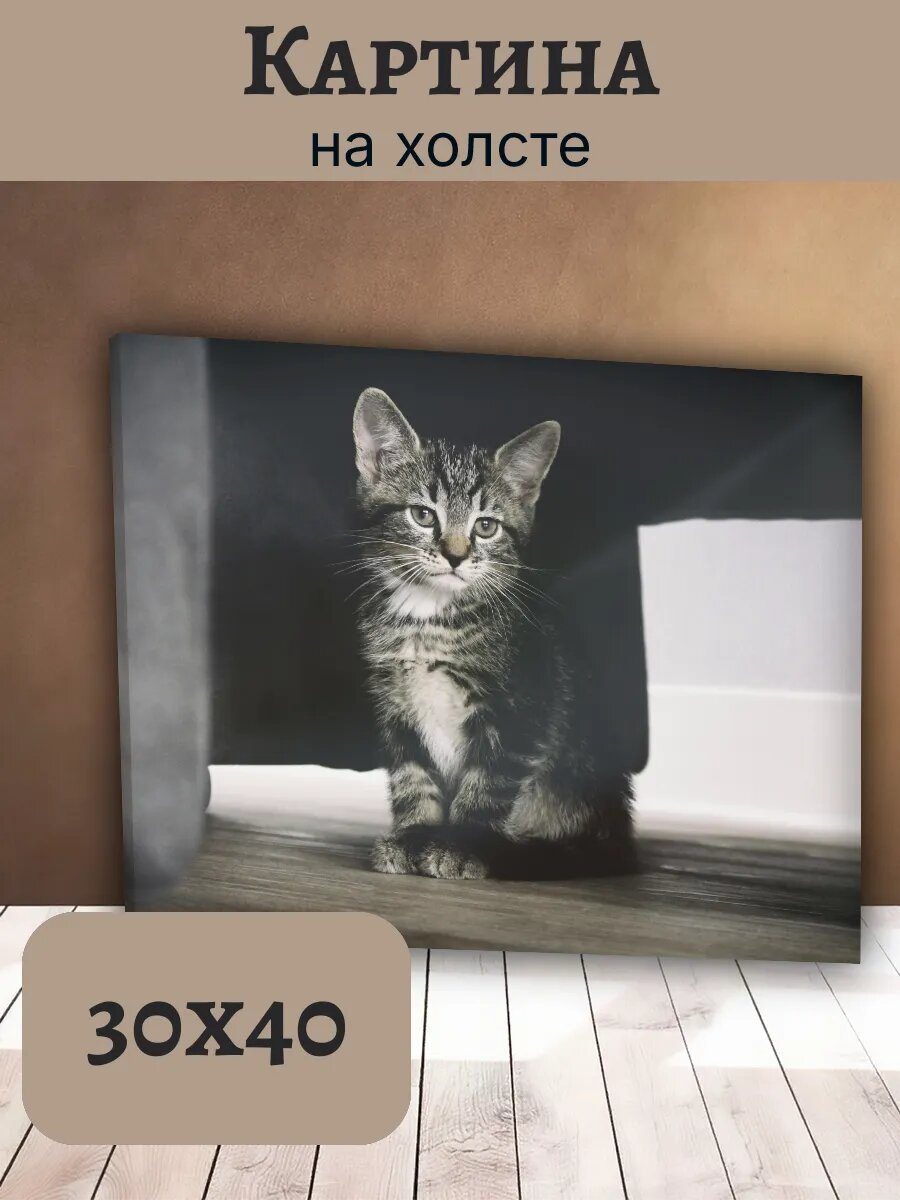 Картина Кот Кошка Cat 30x40 интерьерная с полосатым котенком