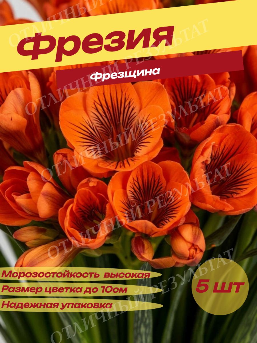 Луковицы Фрезии Фрезщина