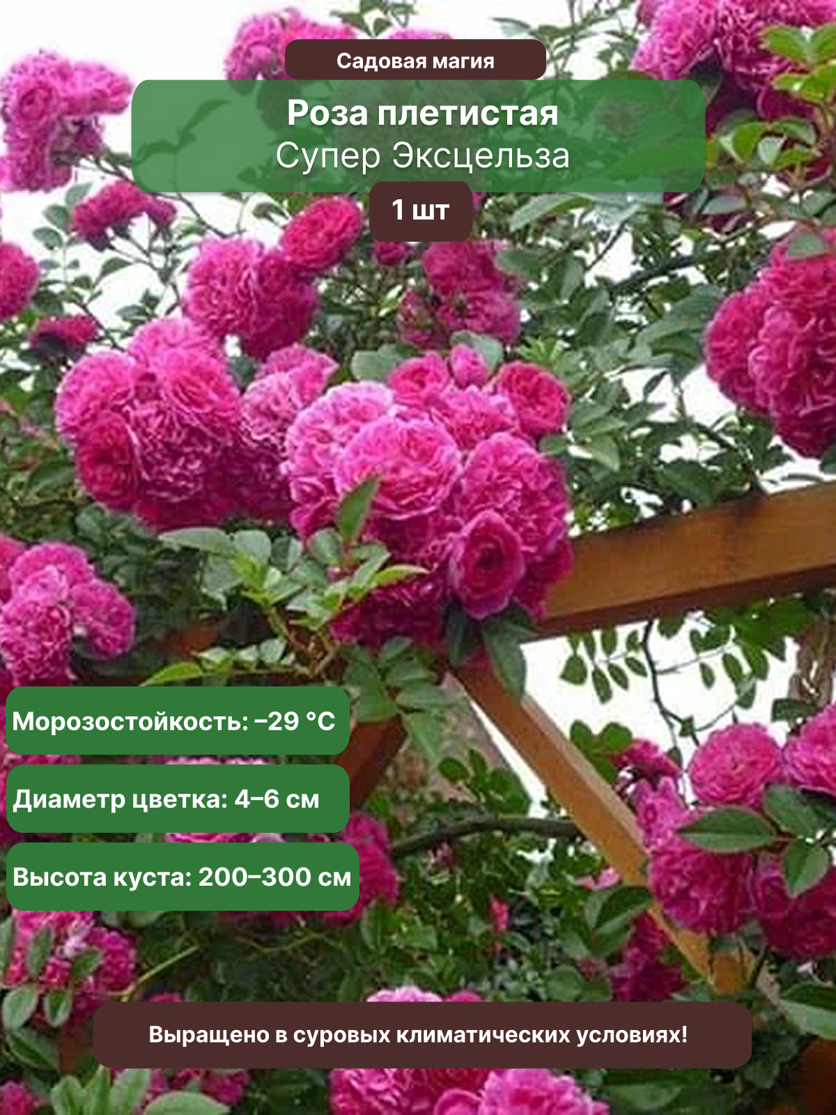 Роза плетистая Супер Эксцельза , 1 саж , многолетняя , малиновая