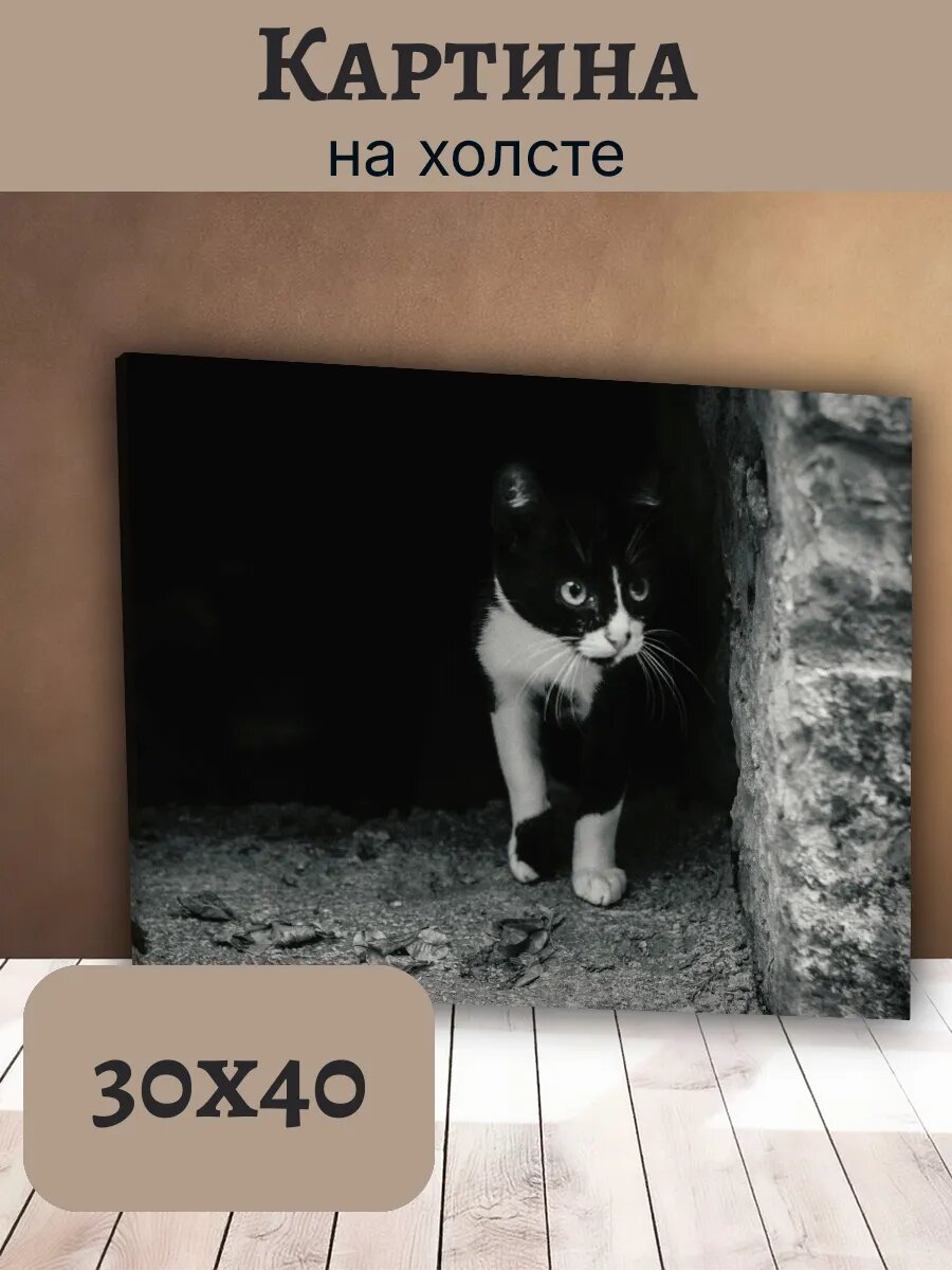 Картина Постер Кот Кошка Cat 30x40 черно-белый котенок