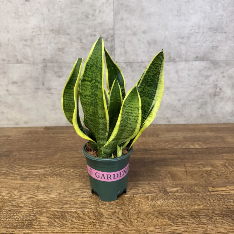 Комнатное растение LuxuryPlants Сансевиерия Лауренти 30/11 в горшке