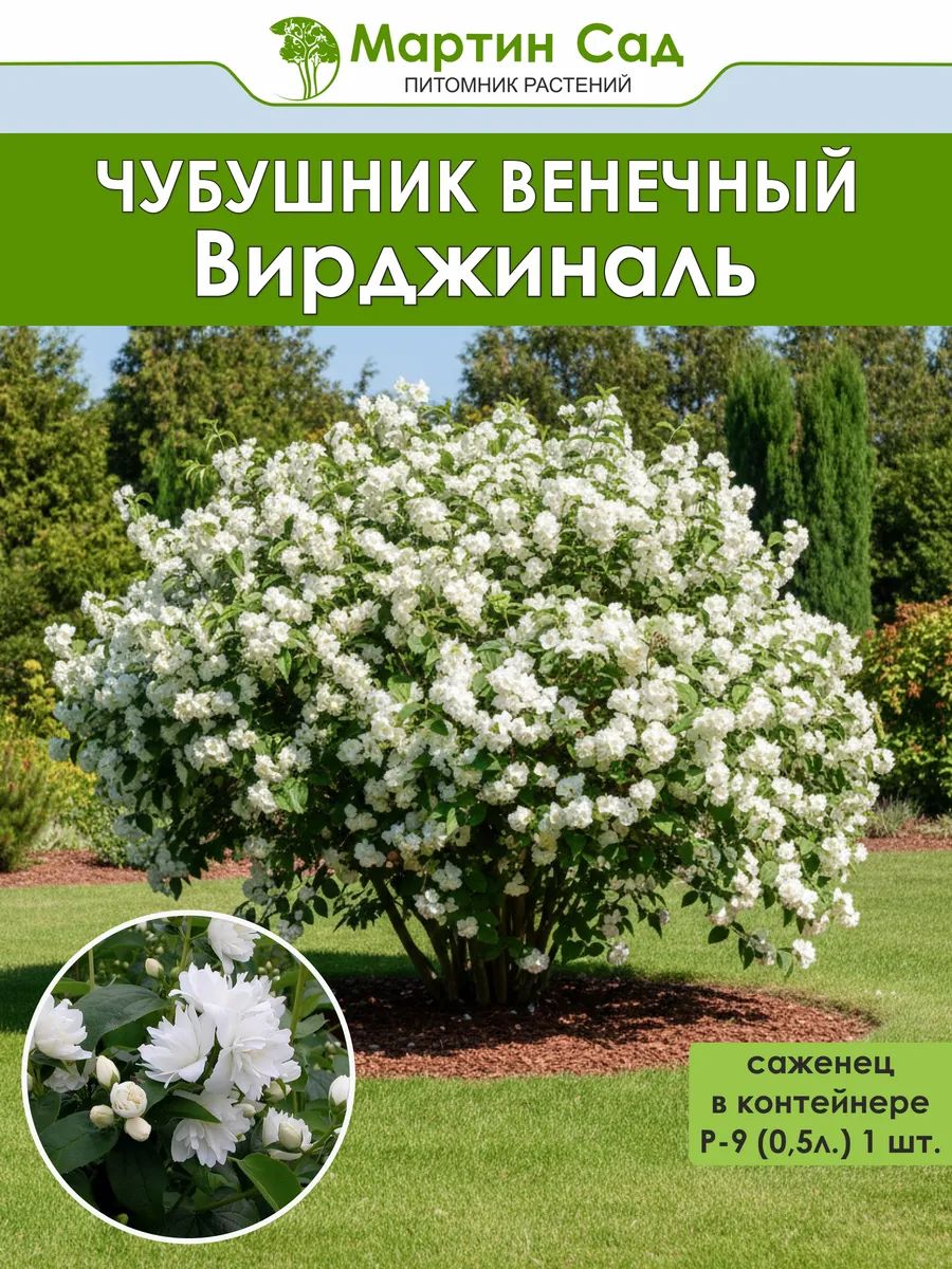 Чубушник венечный Вирджиналь Р-9