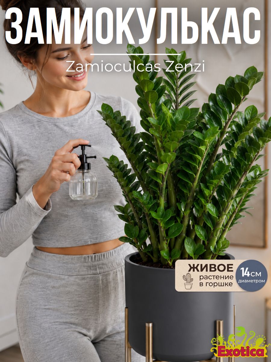Замиокулькас Зензи (Zamioculcas Zenzi) D14см, Долларовое Дерево, растение в горшке