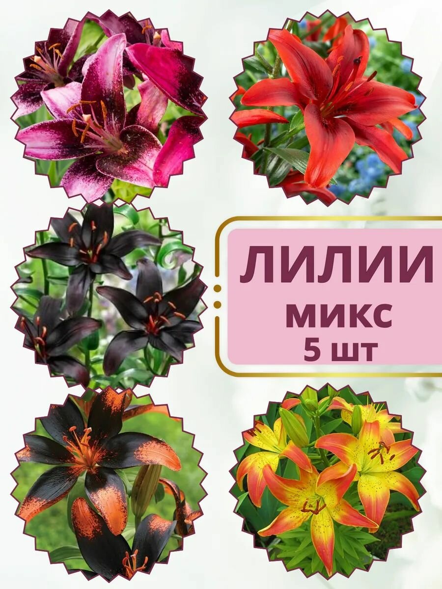 Лилия луковицы, многолетние цветы для посадки, микс 5 штук