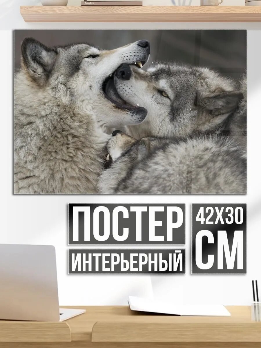 Плакат постер Два играющих волка