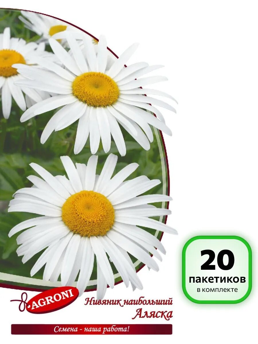 (20 шт.) - Семена Нивянник наибольший Аляска (0,1г)