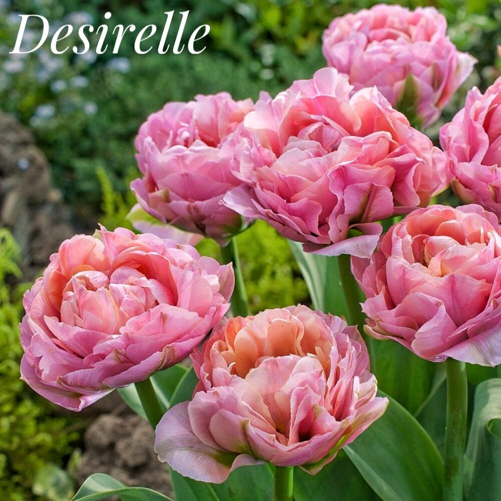 Луковицы тюльпана, сорт "Desirelle", 3шт