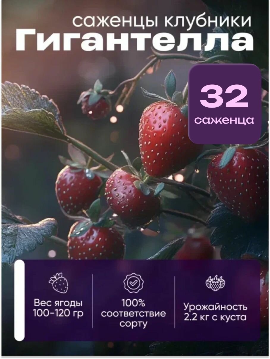 Клубника сорт Гигантелла, 32 саженца