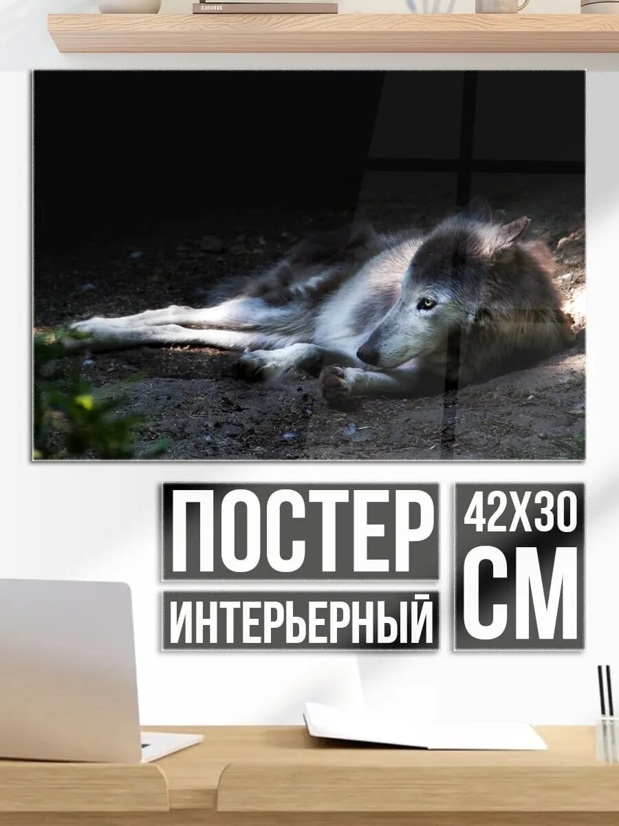 Плакат постер Лежащий волк