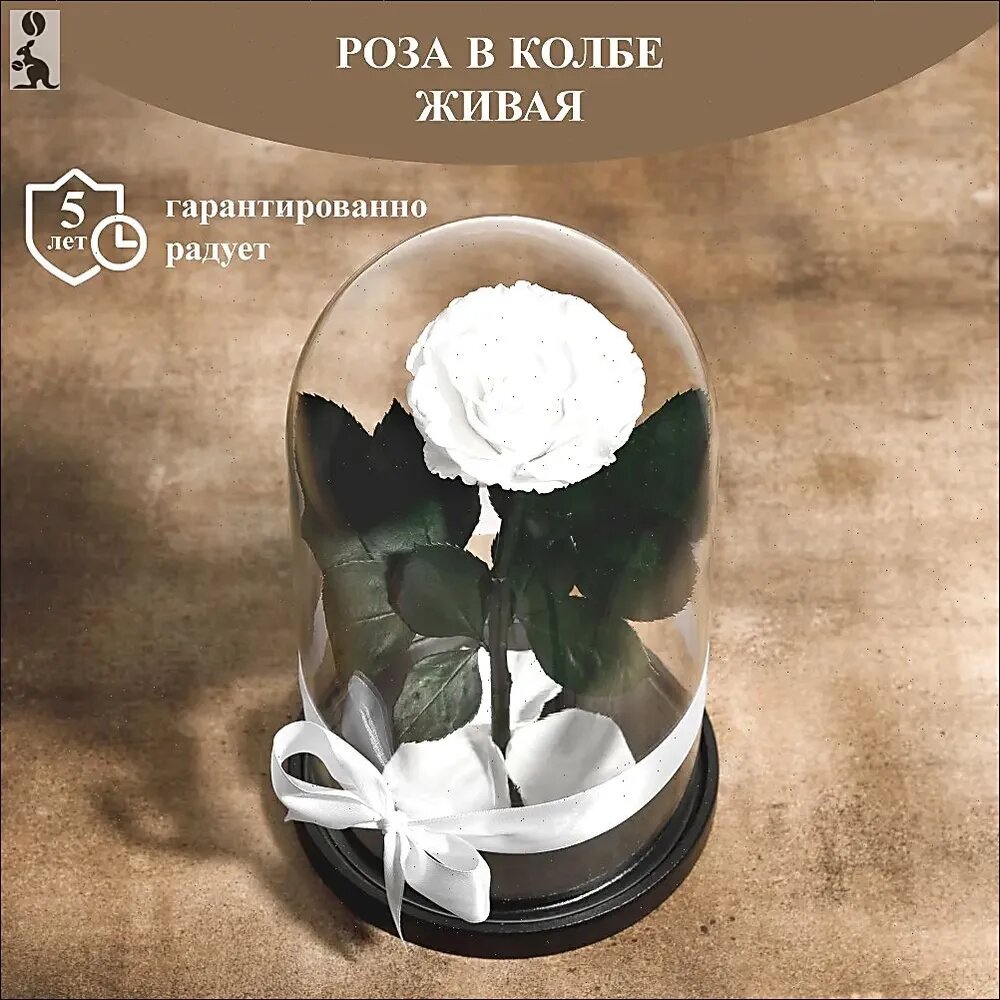 GIFT4YOU Стабилизированные цветы Роза, 26 см, 900 гр, Белая