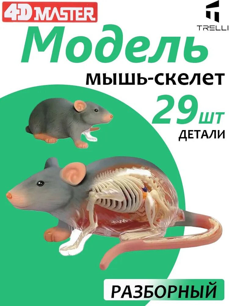 Модель животного/ Развивающая игрушка/может быть использована для обучения детей / Анатомия животных для детей