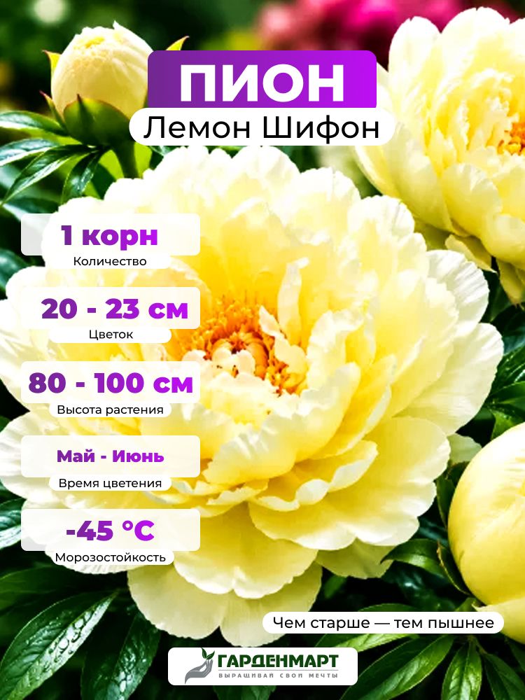 Пион Лемон Шифон, 1 корн