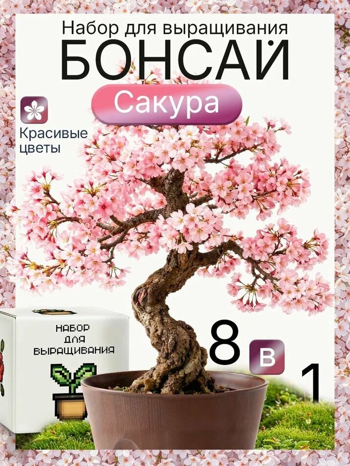 Бонсай подарочный набор для выращивания растений Сакура с кашпо и грунтом